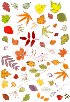 Colorful seasonal autumn or fall leaves and inflorescences in outline style, vector illustration on white
