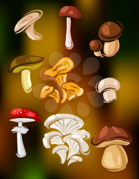 Colorful set of vector mushrooms and fungi showing edible agaricus, cep, boletus, chanterelle and oyster mushrooms and toxic red and white agaric