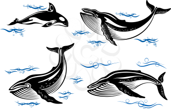 Cartoon vector sea whales with swimming baleen whales and an orca with small ocean waves