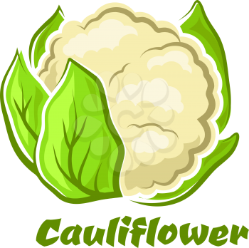 Cauliflower vegetable in cartoon style with cabbage head and fresh green leaves isolated on white background for food or healthy nutrition design