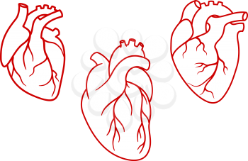 Red human hearts in outline style with aorta, veins and arteries isolated on white background. For cardiology or medical design