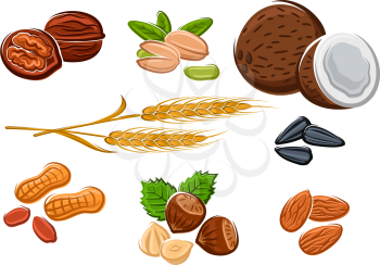 Tasty walnuts, peanuts, almonds, hazelnuts, pistachios, coconuts, sunflower seeds and wheat isolated on white, for vegetarian food and healthy snack design
