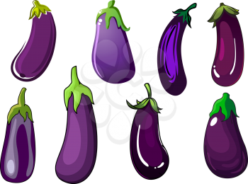 Healthy organic purple eggplant vegetables with smooth and shiny skin and green leafy stems. For agriculture or vegetarian food themes design