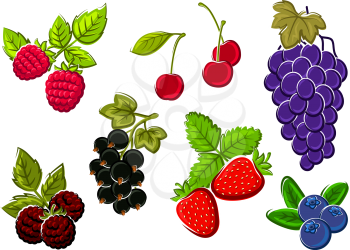 Cherry, strawberry, grape, blueberry, blackberry, raspberry and currant berries isolated on white. For dessert food and agriculture design usage