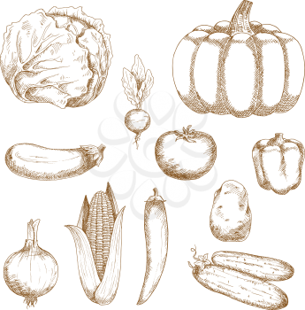 Retro sketches of farm cabbage and tomato, chilli and bell peppers, eggplant and onion, corn and cucumber, beet, pumpkin and potato vegetables. For vegetarian recipe, agriculture or cooking design