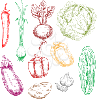 Vector sketches of farm vegetables with cabbage and spring onion, chilli and bell peppers, garlic and eggplant, potato and beet, chinese cabbage. Retro stylized menu, recipe book themes