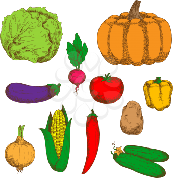 Farm onion and potato, cucumbers and pumpkin, tomato, chilli and bell peppers, eggplant and sweet corn, cabbage and radish vegetables. Retro sketches for harvest, recipe book, vegetarian menu design