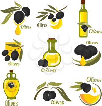 Olives black fruits with golden oil drops and glass bottles of olive oil, supplemented by branches of olive tree with green leaves. Agriculture and healthy food themes