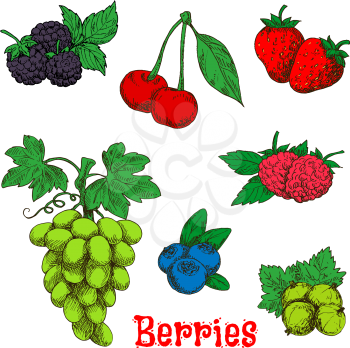Fresh bunch of sweet and juicy green grape, red raspberries, strawberries and cherries, blackberries, gooseberries and blueberries fruits sketch symbols. Colorful appetizing berries with leaves design