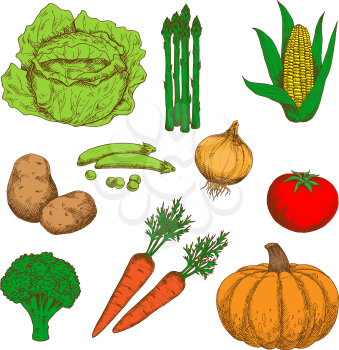 Autumn harvest of orange pumpkin and carrots, juicy red tomato, sweet corn and green peas, healthful onion and broccoli, ripe potatoes, cabbage and asparagus vegetables retro sketch icons. May be use 