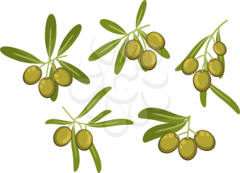 Fresh italian green olives icons of olive tree branches with green leaves and ripe fruits. May be used as olive oil packaging or vegetarian healthy food design
