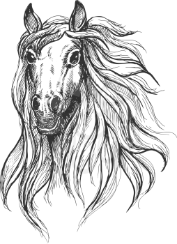 Spooky horse sketch drawing of wild young mare with big scared eyes. Great for nature theme or equestrian club symbol design