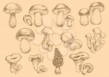 Old fashioned illustration of edible mushrooms sketch icons with fresh chanterelles and champignons, honey agarics and porcini, brown cap boletus, cep and morel