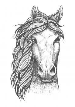 Beautiful arabian stallion sketch icon for horse breeding symbol, equestrian or riding club emblem design. Front view of a head of a purebred horse with alert ears 