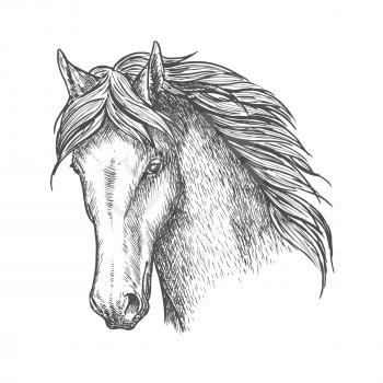 Purebred horse head sketch icon. Riding club and horse racing symbol or t-shirt print design