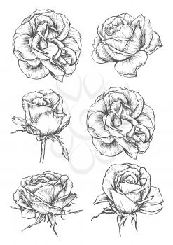 Blooming rose sketches of luxurious flower and tight bud with thorny stem and carved leaf. Greeting card, t-shirt print or tattoo design