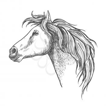 Racehorse head sketch icon with mare horse. Equestrian eventing symbol or horse racing design