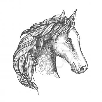 Sketched horse head icon with purebred stallion of arabian breed. Equestrian eventing sporting competition symbol or horse racing badge design