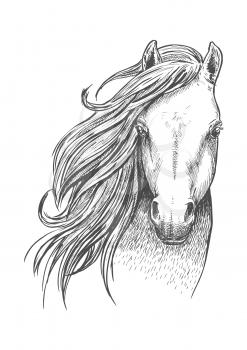 Beautiful wild horse sketch icon. Head and shoulders portrait of mustang mare for equestrian sport theme or t-shirt print design