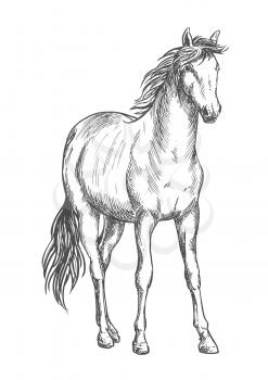 Beautiful white horse standing. Pencil sketch portrait of stallion with wavy mane, tail, hoofs