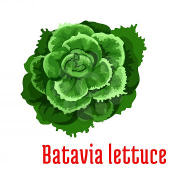 Batavia Lettuce plant icon. Isolated leafy vegetable green element. Vegetarian leaf salad product sign for sticker, grocery shop, farm store