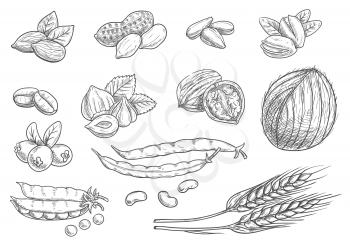 Nuts, grain, berries black pencil sketch on white background. Isolated vector icons of coconut, almond, pistachio, sunflower seeds, peanut, hazelnut, walnut, coffee beans, wheat ears, coffee beans pea