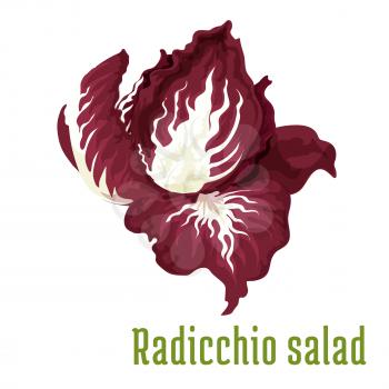 Radicchio salad. Vegetable plant icon. Isolated leafy salad ingredient. Vegetarian fresh leaf salad product sign for sticker, grocery shop, farm store