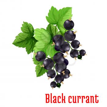 Black currant berries. Isolated bunch of blackcurrant on stem with leaves. Fruit and berry product emblem for juice or jam label, packaging sticker, grocery shop tag, farm store