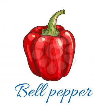 Sketched red bell pepper vegetable. Fresh sweet paprika for organic farming, grocery store and vegetarian food design