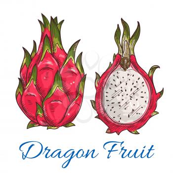 Sketch of tropical dragon fruit. Exotic pink pitahaya fruit with green leaves on the top. Tropical cocktail recipe, juice packaging design