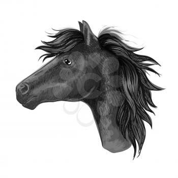 Black mare horse sketch of a head of purebred riding horse of arabian breed. Horse racing symbol, riding club badge or equestrian sport mascot design
