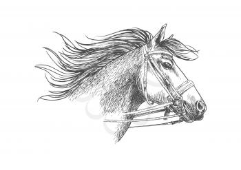 Horse head in a bridle with bit and reins sketch. Running arabian racehorse with flowing mane for horse racing symbol, equestrian sporting competition badge design
