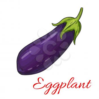 Sketched eggplant vegetable isolated icon. Ripe purple aubergine for vegetarian and healthy food, organic farm and greengrocery market design