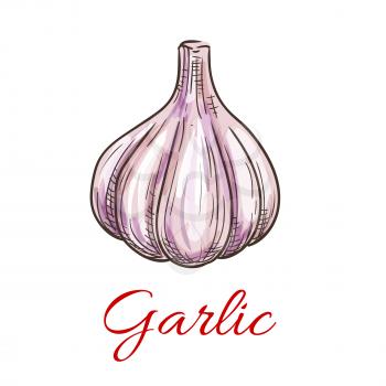 Garlic vegetable icon. Isolated garlic bulb. Vegetarian fresh food product sign for sticker, grocery shop, farm store element