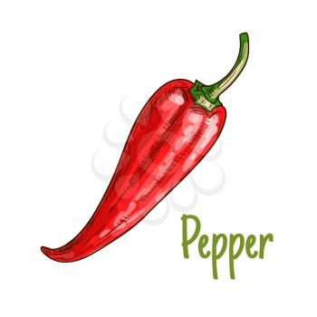Pepper vegetable sketch icon. Isolated vector red chili pepper pod. Vegetarian fresh food product sign for grocery shop emblem, farm store design element