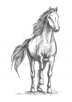 Sketched vector portrait of horse. White mare horse pacing with lifted front hoof. Wild mustang stallion ready for racing sport competition