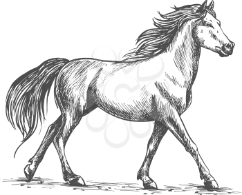 Proud white horse walks gracefully with its front hoof forward. Wild mustang gallops in free nature. Vector pencil sketch full body portrait
