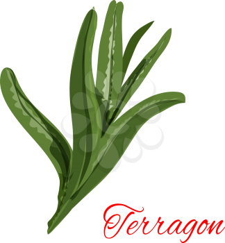 Tarragon. Vector isolated icon of spice plant tarragon. Aroma food ingredient, condiment emblem of estragon spicy condiment for packaging design, cuisine menu card decoration, grocery shop, food marke