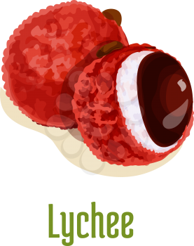 Lychee. Vector isolated icon of whole and half cut lychee fruit with juicy pulp. Fresh juicy exotic tropical fruit emblem for fruit shop, drink product label, menu card design element