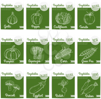Vegetables. Fresh organic natural farm vegetable products. Chalk sketch icons on blackboard background for vegetarian restaurant menu, shop label stickers. Garlic, pepper, cauliflower, tomato, pumpkin