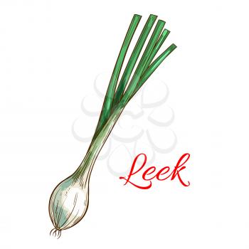 Leek vegetable icon. Onion green fresh grown sprout vector isolated sketch object. Vegetarian and vegan cuisine spice and herb ingredients for salads, grocery store or farmer agriculture market