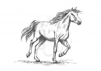Arabian horse sketch of running racehorse. Purebred mare horse is playing on a pasture. Horse racing or riding club badge, equestrian sport theme design