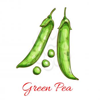 Green pea vegetable isolated sketch. Fresh pod of sweet pea with green grain. Organic farming, vegetarian salad recipe, food packaging design