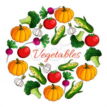 Vegetables and fresh veggies. Ripe farm harvest of organic pumpkin and broccoli cabbage, corn with radish, tomato and garlic. Vector vegetarian agriculture poster in round shape for grocery store