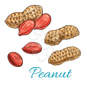 Peanut sketch of shelled nut kernel and fresh groundnut in shell. Snack food packaging, vegetarian nutrition, farm market design