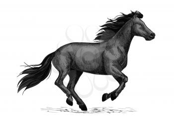 Black horse runs gallop sketch. Galloping black stallion horse of arabian breed. Horse racing symbol, equestrian sport or riding club badge design