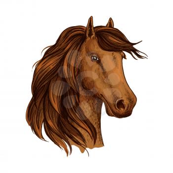 Horse or mustang foal. Young equine mare head vector sketch. Arabian brown stallion symbol for equestrian racing sport, horse riding races club or exhibition contest