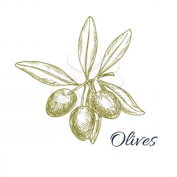 Vector sketch of olive tree branch with green olives fruits. Isolated design for olive oil label, vegetarian vegetable food salad ingredient and seasoning. Olive tree symbol for Italian, Mediterranean