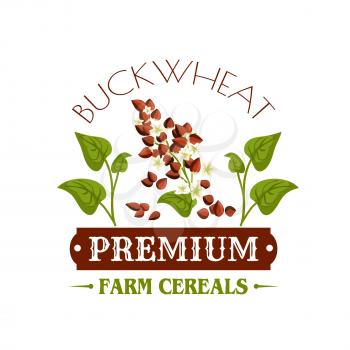Buckwheat vector icon or poster. Cereal grass plant with grain seeds and leaves. Design for farm store symbol, diet nutrition food package, porridge ingredient and grocery market or shop