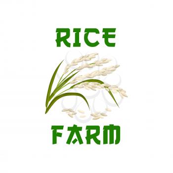 Rice vector icon or poster of cereal grass plant or grass with rice seeds. Design for farm store, diet nutrition or staple food package, porridge ingredient or cuisine grocery market or shop emblem